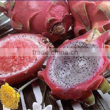 Frozen Dragon Fruit Shell