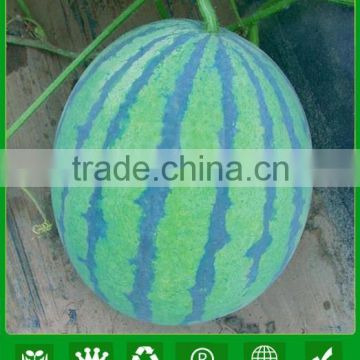 NW01 Qita hybrid seedless watermelon seeds from China supplier