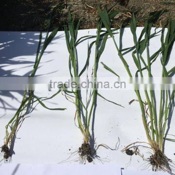 MAP NH4H2PO4 Application in Agriculture photo-4