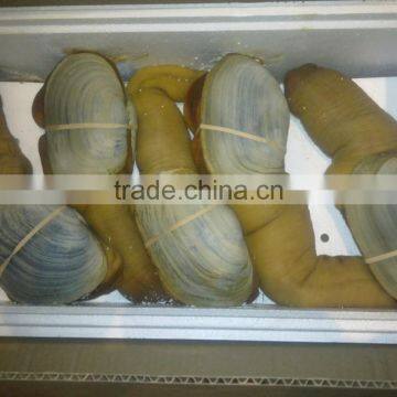 Live Geoduck (canadian) photo-2