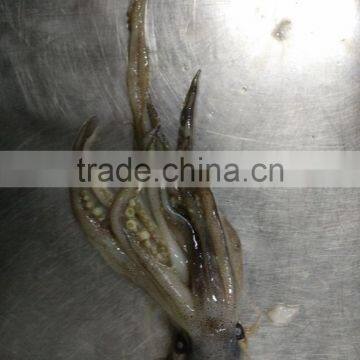 Frozen Squid Head/Tentacles photo-3