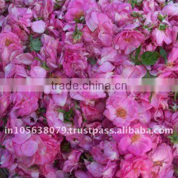 Sai Export India Sell/Pure Rose Oil/Rose Concrete/Rose Scent /top Quality Rose Oils photo-2