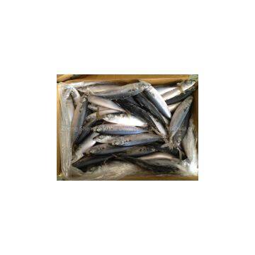pacific mackerel