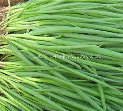 Hot Sell Hybrid Vegetable for Resistance Scallion Seeds Green Chinese Onion Chinese Shallot Seeds photo-2
