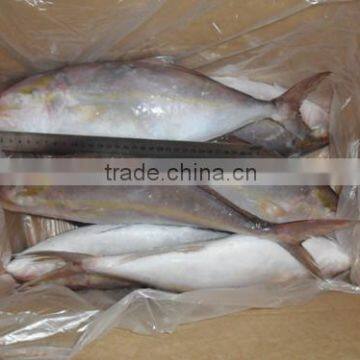 Land Frozen Whole Hamachi yellowtail fish for Bait from China