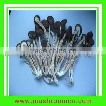 China dried Agrocybe aegerita mushroom