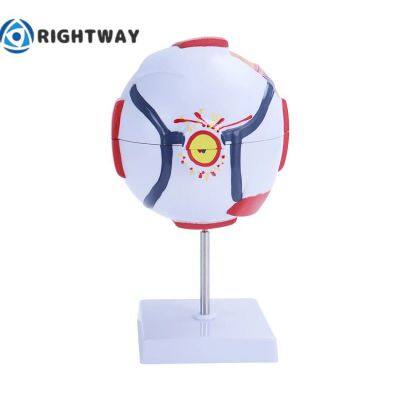 Biology 6 Times Human Eye Model Giant Eye Model Human Eye Anatomy for Science Teaching Medical Model photo-4