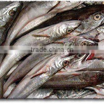 WR Frozen Argentine Hake photo-2