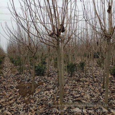 Magnolia Denudata Prices, Free Consultation, Base Quotation List photo-2