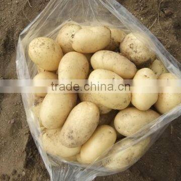 2015 New Crop of the Potato With Lowest Price photo-3