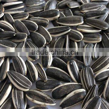 sunflower seeds for roasting wholesale sunflower seeds striped sunflower seeds