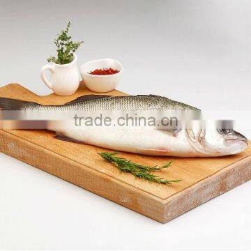 Mediterranean Seabass
