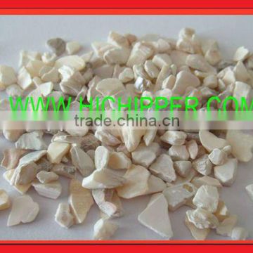 natural sea shell for decoration