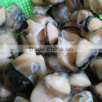 Frozen Boiled Top Shell Meat