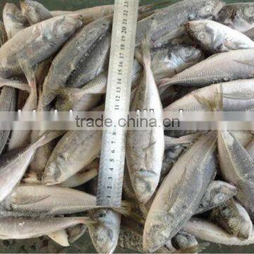 WR frozen BQF horse mackerel 70-90g for sale