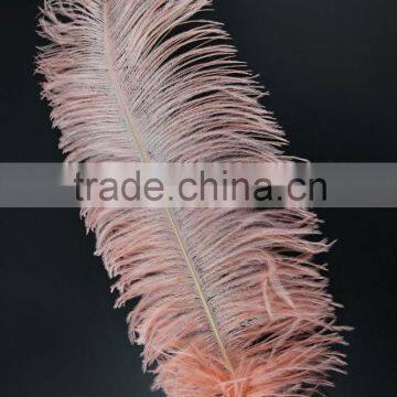 ZPDECOR Trade Assurance Leading Supplier Wholesale Size From 50-55cm Cheap Dyed Champagne Ostrich Feather photo-4