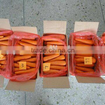 Fresh Carrot