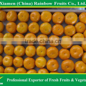 2015 china fresh baby mandarin orange