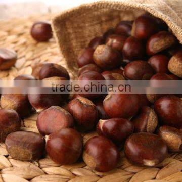 Fresh Chestnut photo-6