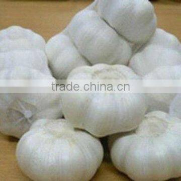 2013 fresh Garlic for sales