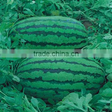 Hybrid big watermelon seeds For Growing-Yu 360