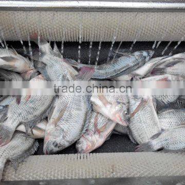 Industrial High Efficient Fresh Ginger Potato Washer and Peeler Root Vegetable Washing and Peeling Machine Fish Skin Peeler photo-2