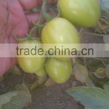 HERO 110 Hybrid Tomato Seeds