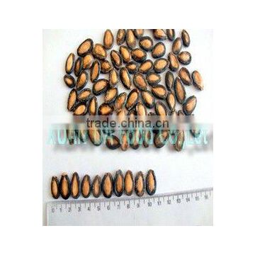 black melon seeds