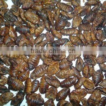 microwave dried silkworm pupa fish food