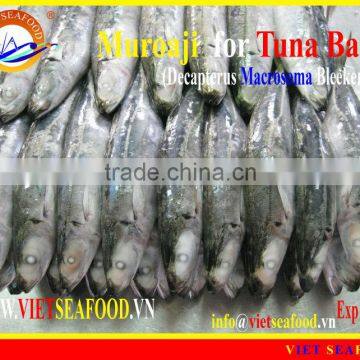 FROZEN W/R MUROAJI FOR TUNA BAIT photo-3
