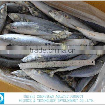 Frozen Fish Frozen Mackerel