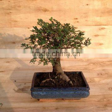 Ulmus ( Chinese Elm) Bonsai Tree Ball Shape photo-3
