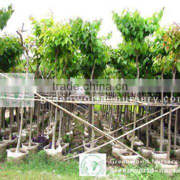 Lagerstroemia speciosa trees