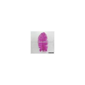Ostrich feather