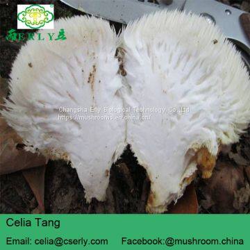 Mushroom Professional Manufacturer Supply Lions Mane Mushroom photo-2