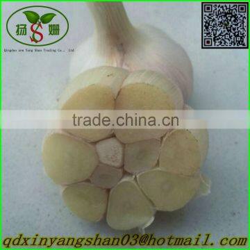 Normal White Garlic/Garlic