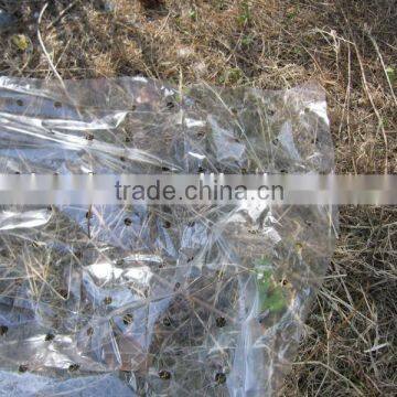 Agricultural mulch film with micros holes
