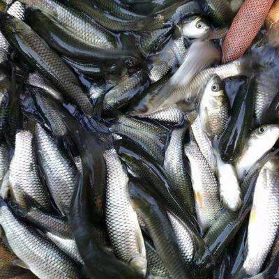 Fish