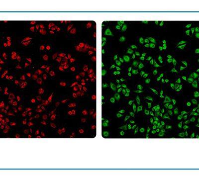 Live Cell Imaging System MCS11/MCS21/MCS22 photo-2