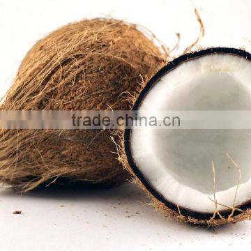 Indian fresh coconut best price for UAE market