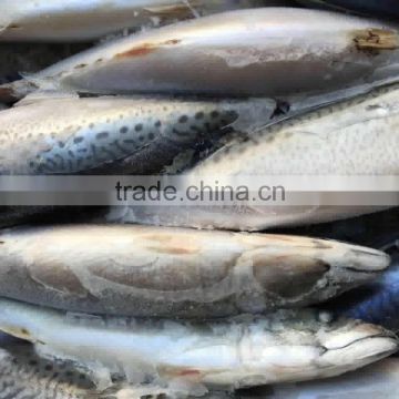 water cooling big size pacific mackerel scomber japonica