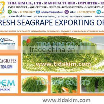 PANGASIUS HYPOPTHALMUS -TAPILA FROZEN BASA FILLLET - TIDA KIM - BLACK TIGER SHRIMP LIVE FROZEN LOBSTER P ORNATUS photo-5