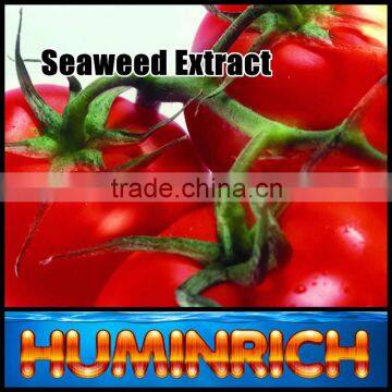 FAQ 19--Application Of Seaweed Extract Fertilizer On Vegetable