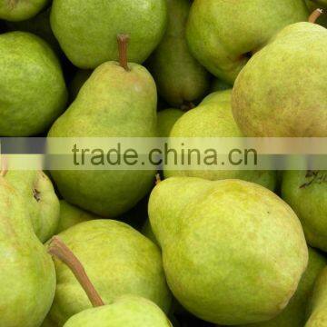 Fresh Pears Bulk