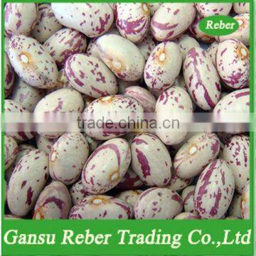 Light Speckled Kidney Beans Round Shape