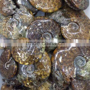 Natural Rock Conch Ammonite Fossil Stone For Decoration