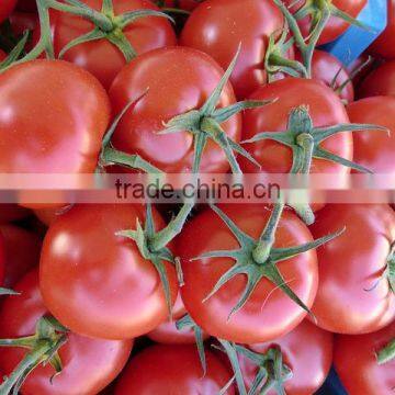 Fresh Tomatoes photo-6