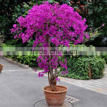 Bougainvillea glabra Live plants live bonsai