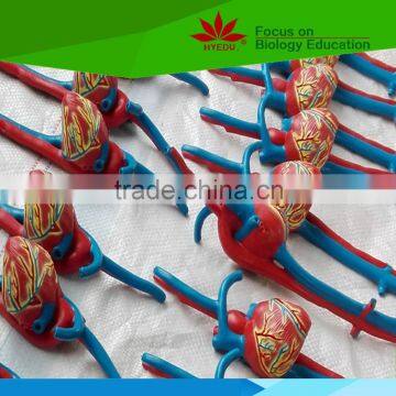 Low Priced Heart Beat and Blood Circulation Electric Model photo-6