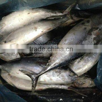 Frozen Bonito Fish for Bait photo-2